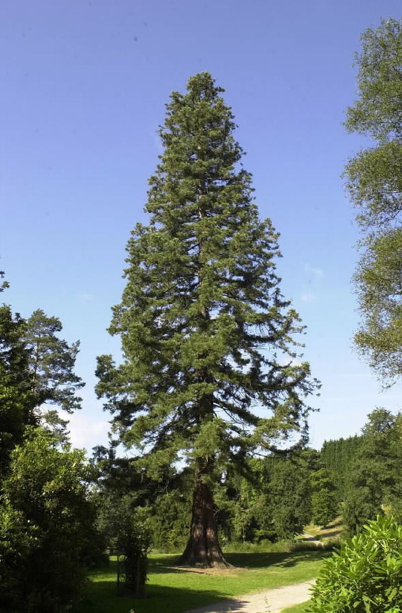 Mature Sequoiadendron giganteum &copy; Matt Parratt